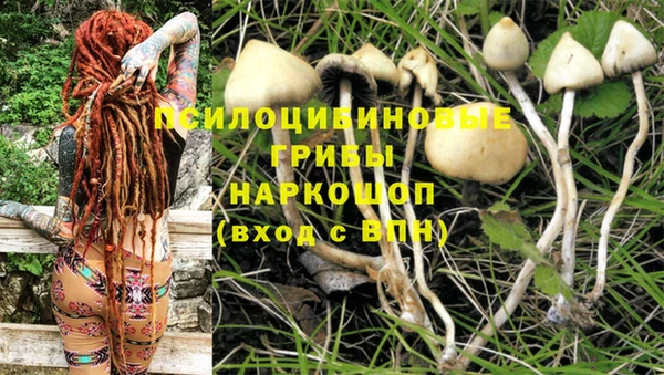 индика Вяземский
