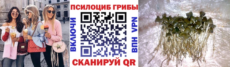 Псилоцибиновые грибы мицелий  купить   Красногорск 